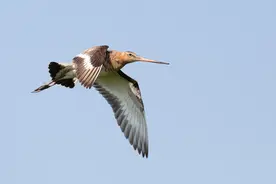 不吃不喝不睡觉，一只斑尾塍鹬竟连续飞了11天12200公里图片