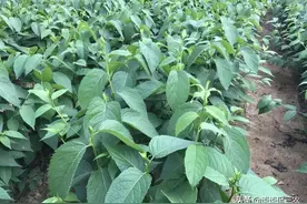 被誉为“植物黄金”，树皮很值钱，过去经常见，如今遇见请珍惜图片