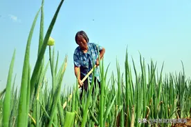 大葱的茎具有哪些生长特点呢？种大葱用什么肥料好？图片