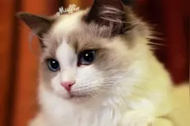 好多家庭矛盾都是因为男人护短变的更加厉害图片