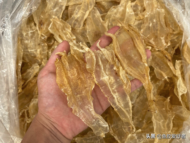 黄花皎北海花胶 2026年北海黄花胶的功效与作用