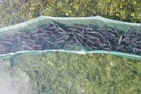 养殖草鱼放入山泉里“泡”两月，价格翻三倍，是智商税吗？图片