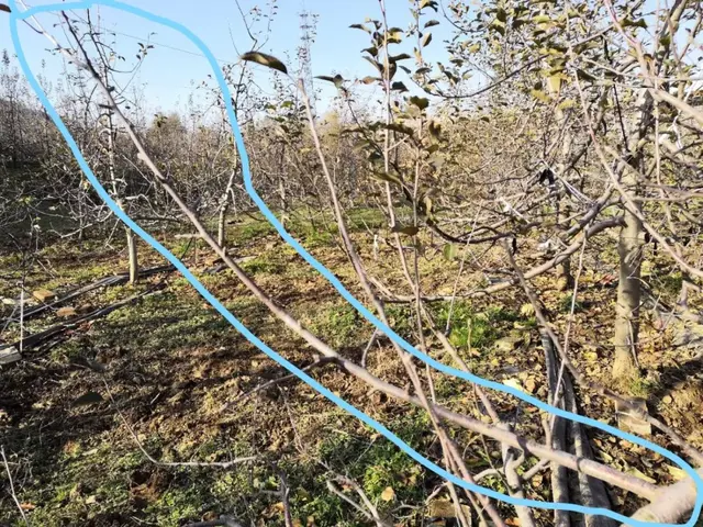 优质高效、简而易学的苹果树八大基本修剪方法