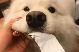 狗界中的7个“调皮鬼”，养了还没有崩溃的，报个名图片