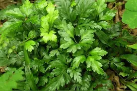 每日中药——黄连图片