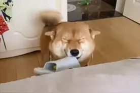 柴犬化身为活闹钟，每天撒娇喊主人投喂自己，这眯眯眼太搞笑了图片