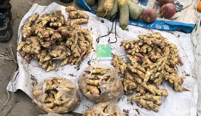 吃不完的生姜切记不要放冰箱，菜农教我土方法，放1年照样新鲜