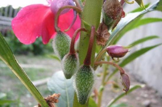凤仙花,天然的"指甲油",这样繁殖养护,植株旺盛,花开不断