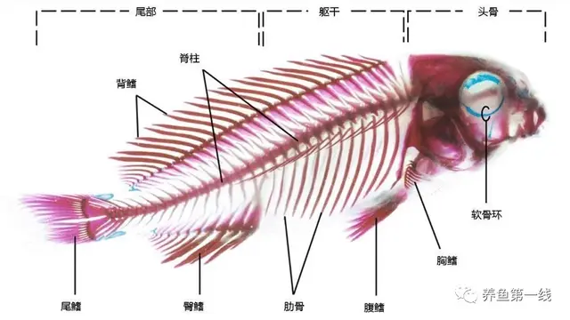 鱼鳞由什么组成