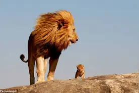 为什么雄狮有1厘米长的倒刺，在繁衍时还要故意刮伤对方？图片