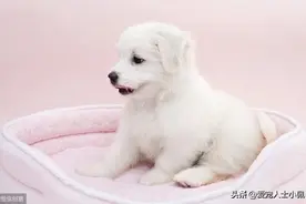 狗狗的一生有哪些阶段？饲养上有什么要注意的？图片
