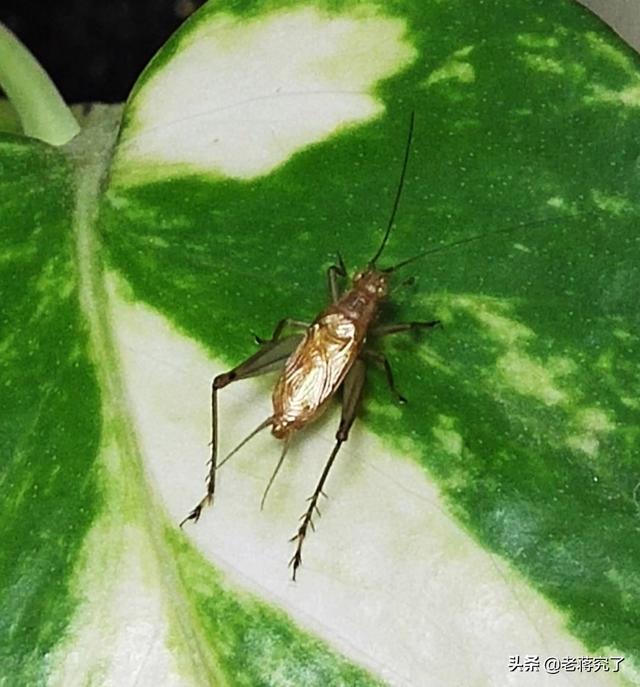 冬天到鸣虫叫,老蒋玩虫记之蝈蝈的形态特征和生活习性(秋天有哪些虫子