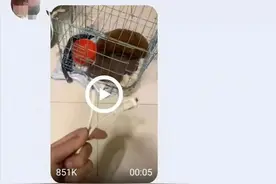 火烧，电击，钢筋穿头！虐狗人加入贵阳"猫狗群",连发虐狗视频虐人心图片