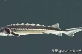 江湖行 | 它们坚定执着，畅游一生，可惜再也回不去故乡图片