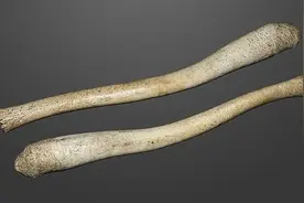 千奇百怪的动物丁丁，原来都是“内卷”的结果图片