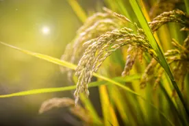 植物工厂实现水稻种植60天快速收获图片