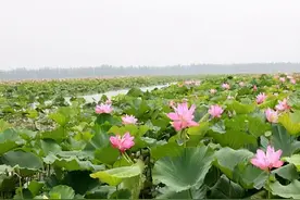可（kuǒ）以，​这（zè）相当岳（yuò）阳图片