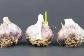 发芽了的大蒜能吃吗？原来真实结果是这么回事，可惜现在才知晓