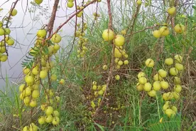 第一口酸涩难咽，今年炒成网红水果，如今15元一斤，吃过就爱上了图片