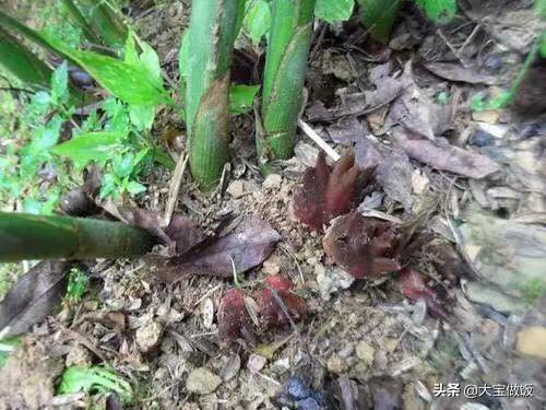 它在农村是个宝，在城市却鲜少见到，秋食正当令，和辣椒炒最味美