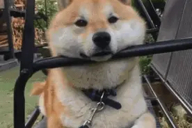 狗狗会记仇吗？图片