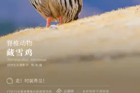 「云南生物多样性数字化百科图谱」藏雪鸡：走！时装秀见图片