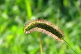 “狗尾巴草”是个宝，用来煮水喝，或能帮人们解决这4大问题图片