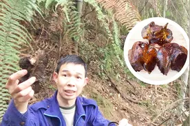 这种草药，名叫“观音坐莲”，深山才有，清热解毒，你认识它吗？视频封面