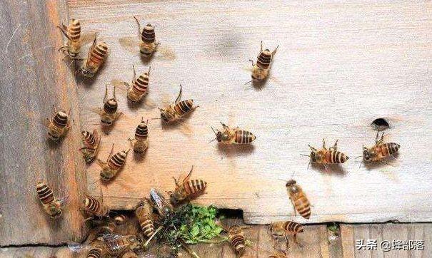 蜜蜂奖励喂养，白糖虽然营养差，但一个优点蜂蜜无法取代