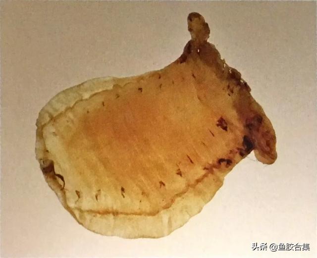 鳘鱼胶有哪些品种 2026年鳘鱼胶分几种 鳘鱼胶有哪些品种 2026年鳘鱼胶分几种