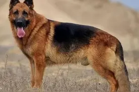 忠犬护主一生，若你想养忠犬，那就来养它们图片