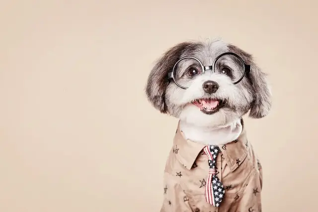 宠粮添加剂的作用一