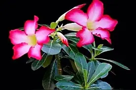 沙漠玫瑰及常见品种介绍图片