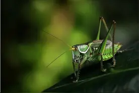 蝈蝈、蛐蛐、金钟儿傻傻分不清，教你认识夏夜的“歌手”们图片