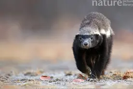 平头哥被剧毒蛇咬了睡一觉就行？这一觉可能就醒不过来了图片