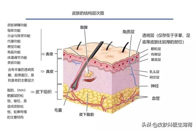 皮肤科医生的护肤建议｜护肤品究竟有什么作用？