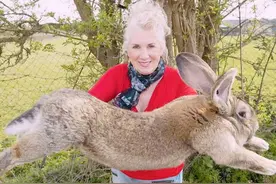 澳洲的兔子，原来可以长这么大……图片