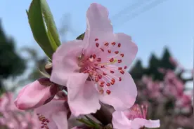 龙泉桃花盛开正当时 游客蜂拥而至//赏花期即将过去 想去的抓紧时间图片