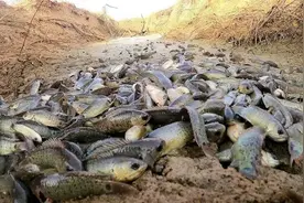 广东惊现巨型“过山鲫”，能爬树会走路！被钓鱼人喊“过街鼠”图片