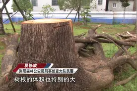 两男子深夜采伐野生香樟落网：企图进行根部树雕视频封面