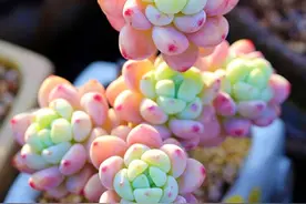 养多肉劳尔，做好3件事，香味浓郁长爆盆，变成香香大果冻图片