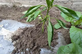 不花一分钱，还有壮苗效果，露地地膜辣椒基部土壤板结治理不难图片