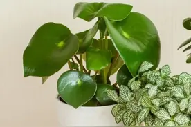 卫生间里少不了8种植物，水培土培都可以，阴凉潮湿处容易养好图片