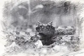 “人间真龙”？“龙角”奇蛇现身浙江乌岩岭，长相精致却口含剧毒图片