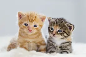 “扮猪吃老虎”，看似呆萌无害的4种动物，却有着凶狠的一面图片