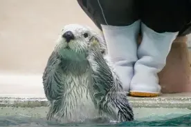 日本鸟羽水族馆里的明星海獭宝宝小梅（メイ）的卖萌日常图片