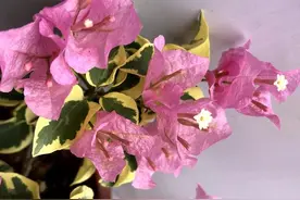 多品种三角梅叶子花图片分享-中国丽人三角梅（新品种）图片