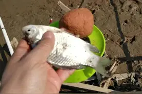 跟着鬼哥学开饵，初五交作业，实战成绩果然好图片