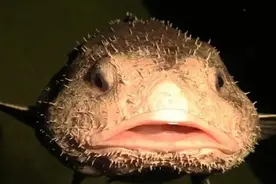 30张奇思妙想的图片，活久见的图片。让你大开眼界图片