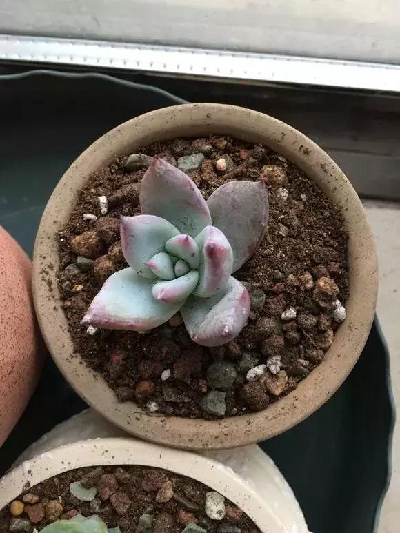 多肉修剪的这些技巧,你都知道吗